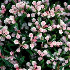 Андромеда многолистная (Подбел) 'Компакта'