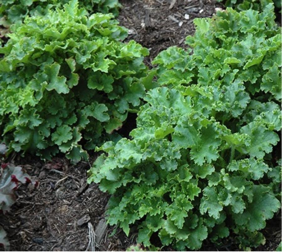 Гейхера гибридная 'Малахит'