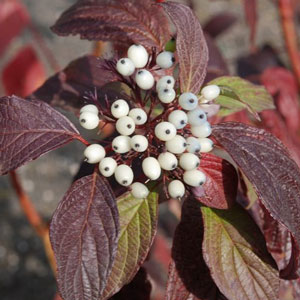 Дерен белый 'Сибирская жемчужина'