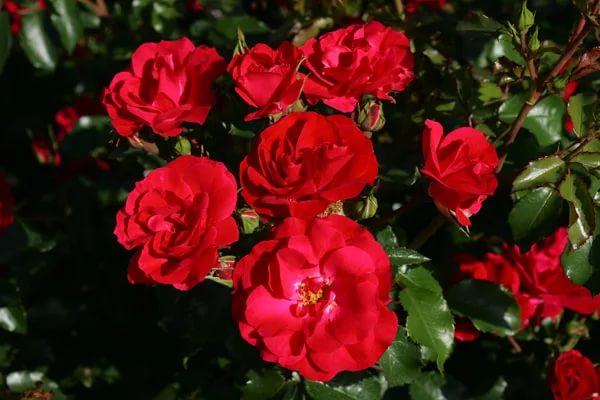 Роза 'Ротилия' (флорибунда) (красная)