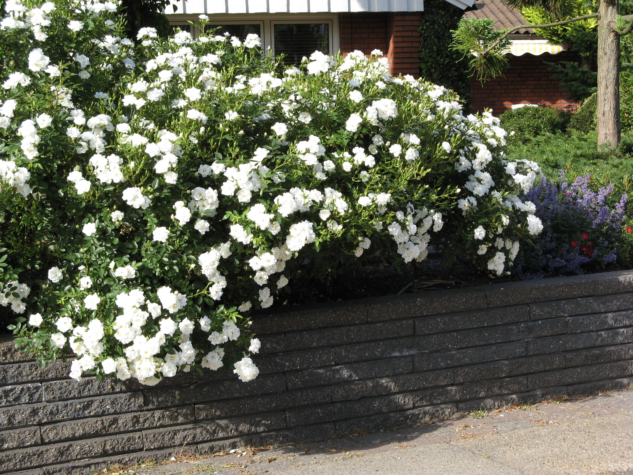 Роза 'Уайт Мейдиланд' (почвопокровная)