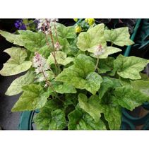 Тиарелла 'Скайдс Вариегатед'