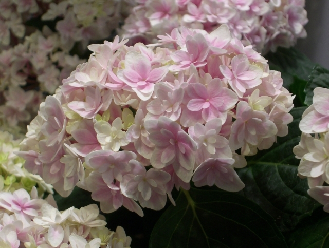 Гортензия крупнолистная 'Элегант Роза'