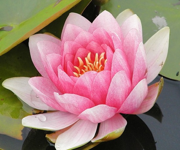 Кувшинка 'Фабиола'