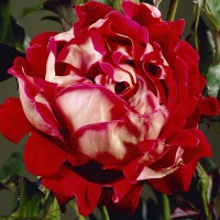 Роза 'Мистик Раффлс' (флорибунда) (бело - красная)