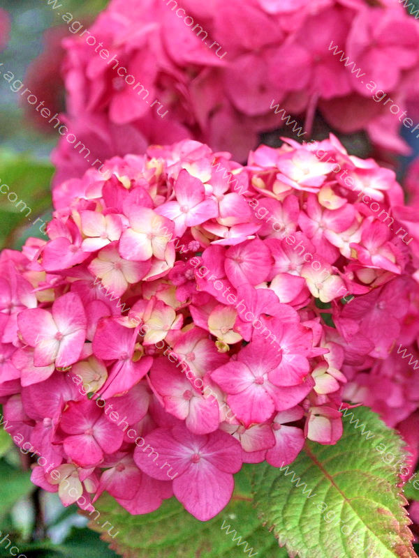 Гортензия крупнолистная 'Эндлесс Саммер Блумстар'
