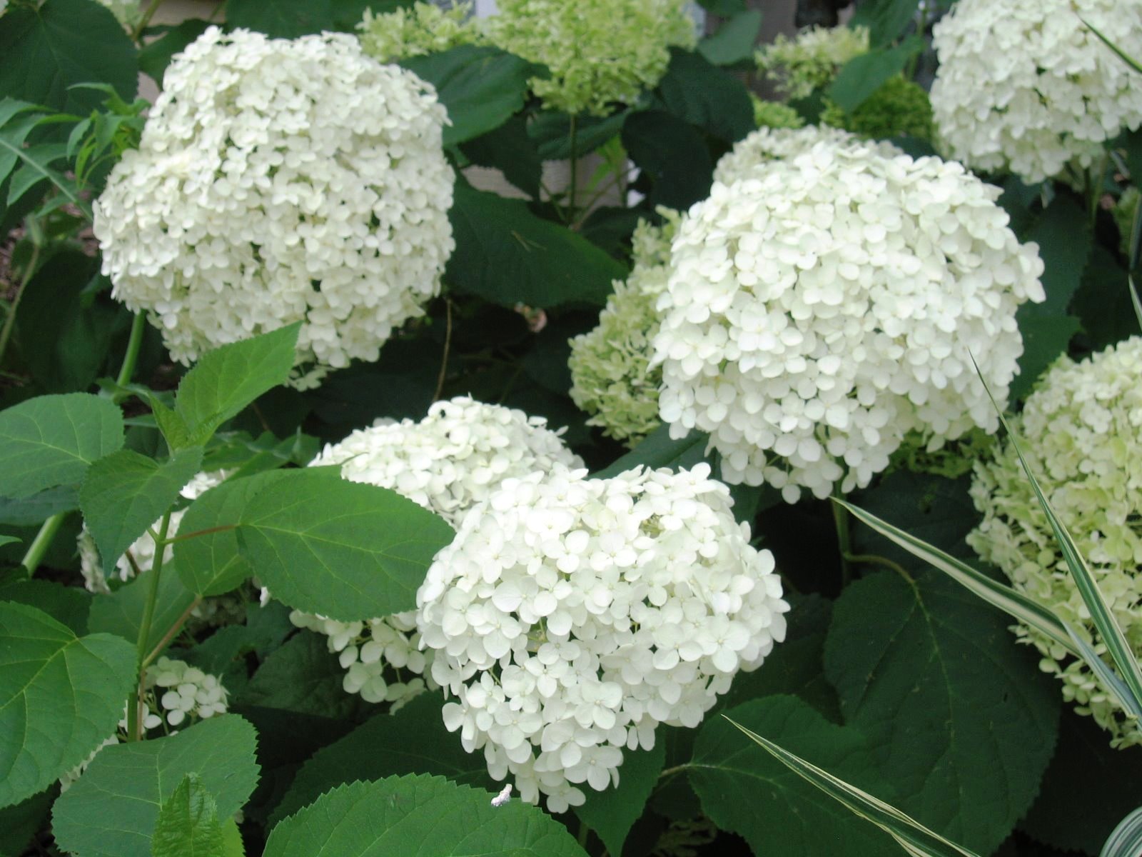 Гортензия древовидная 'Хилс оф Сноу'