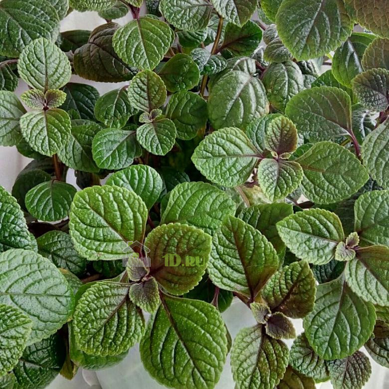 Плектрантус ассорти