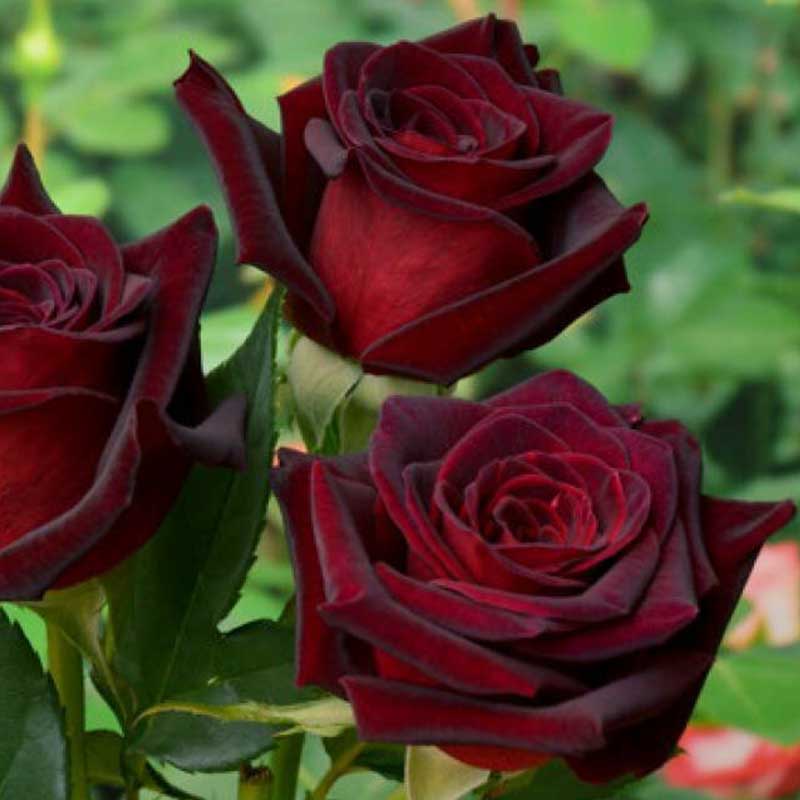Роза 'Блек Меджик' (чайно-гибридная) (темно - красная)