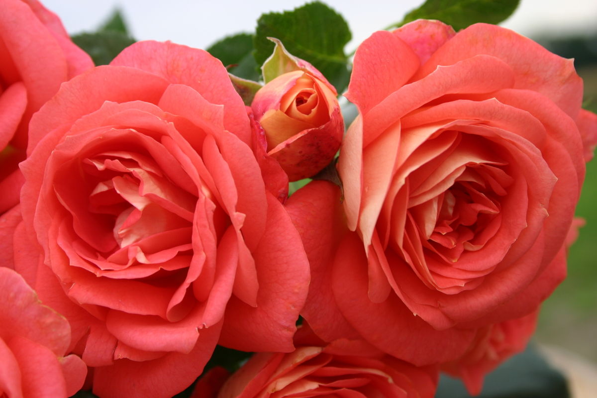 Роза 'Зоммерзонне' (флорибунда) (коралово - красная)