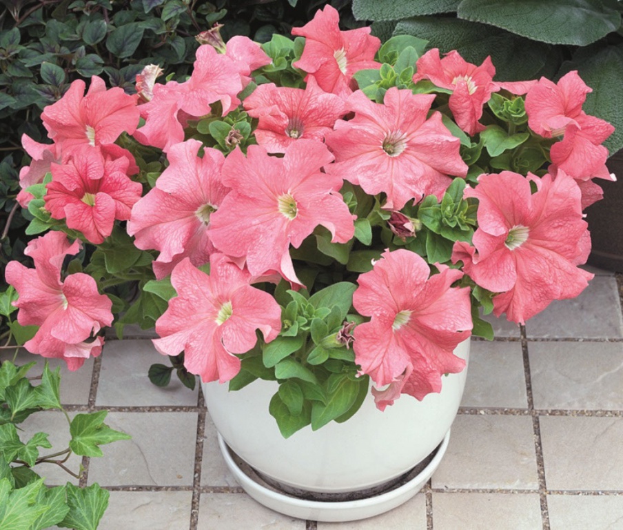 Петуния (сурфиния) гибридная  'Дримс Пинк' (светло-розовая)