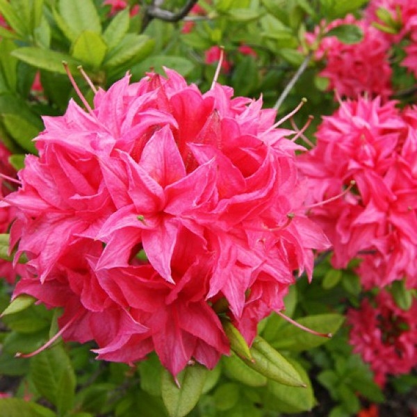 Рододендрон желтый (азалия) 'Хоумбуш' (розовый)