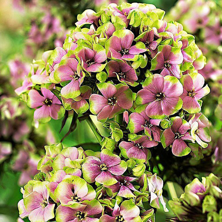 Флокс метельчатый 'Щербет Блэнд'