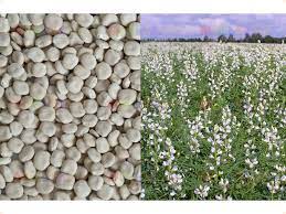 Сидерат Люпин белый 0,5кг Зеленый ковер