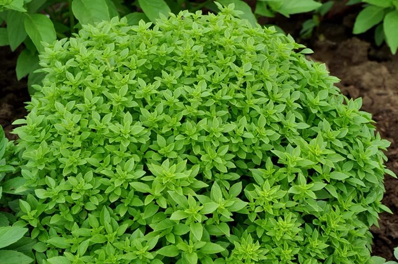 Базилик пряный 'Смуглянка'