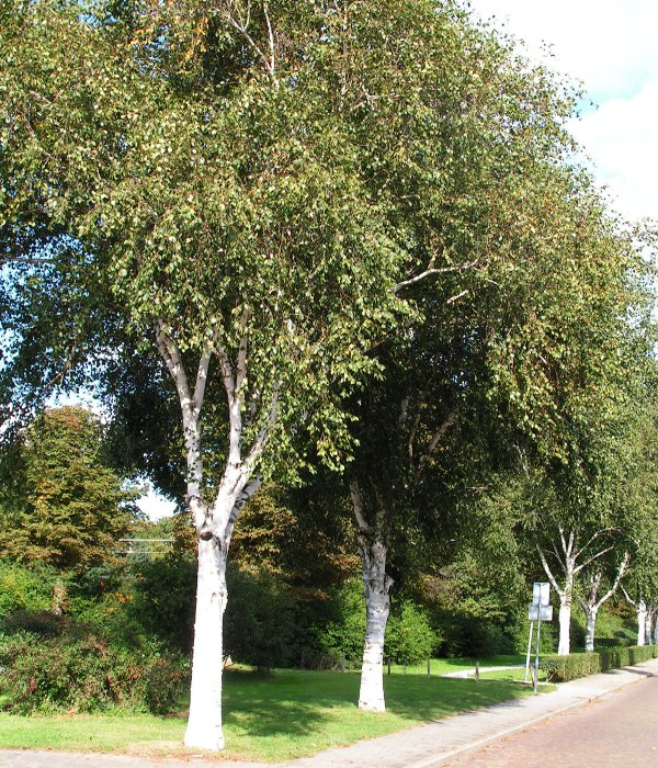 Береза полезная 'Доренбос' (Жакмона)