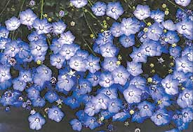 Колокольчик карпатский 'Саманта'