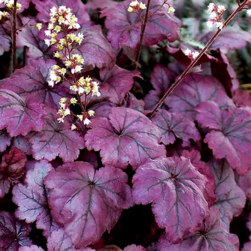 Гейхера гибридная 'Плюм Ройял'