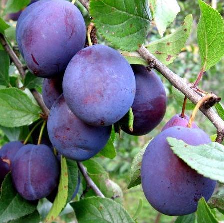 Слива 'Венгерка изумительная'