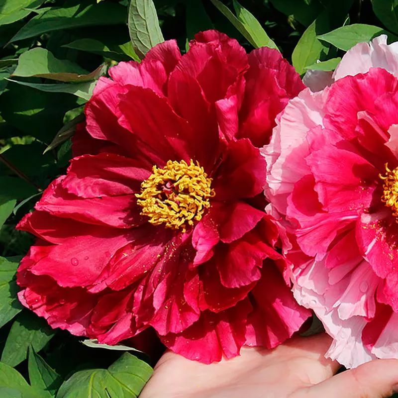 Пион древовидный 'Тайо' (красный)