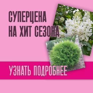 Новости Суперцена на хит сезона: Сирень 'Альба' и Туя 'Литл Чемпион'!