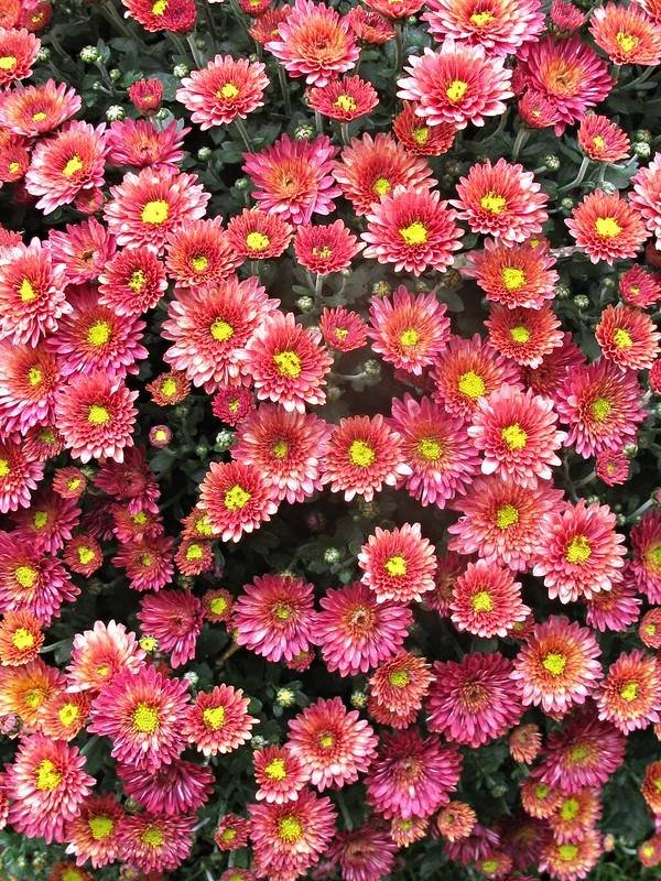 Хризантема корейская 'Хебе'