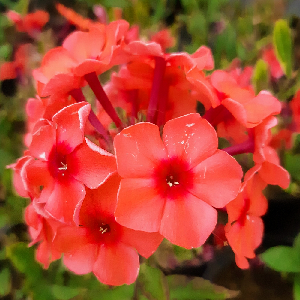 Флокс метельчатый 'Текила Санрайз' (лососевый)