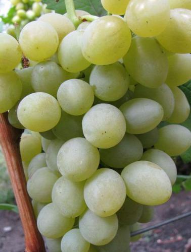 Виноград 'Александрит'