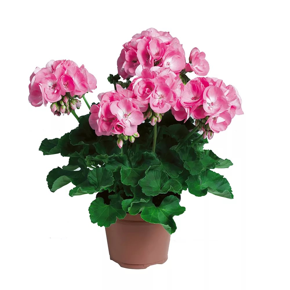 Пеларгония плющелистная 'Мультиблум Пинк' (светло-розовая)