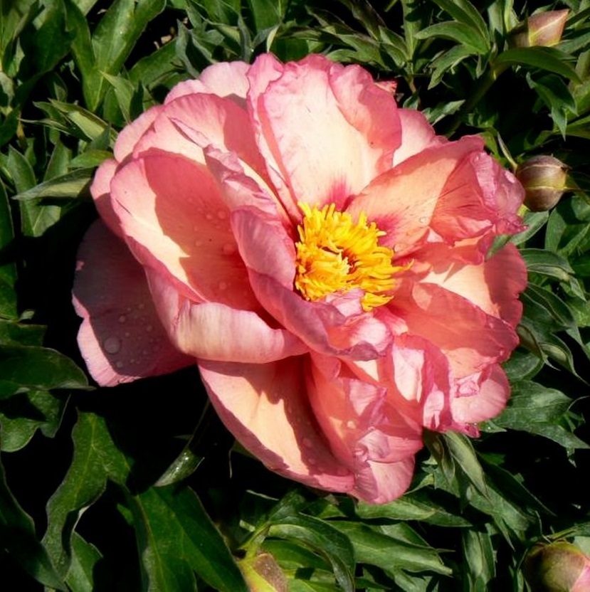 Пион Ито-гибрид 'Олд Роуз Денди' (коралово - персиковый)