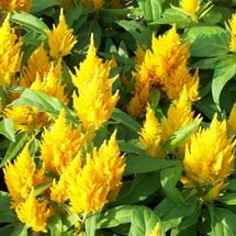 Целозия метельчатая карликовая 'Кимоно Йеллоу' (желтая)
