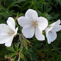 Герань Кларка 'Кашмир Вайт'