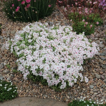 Флокс шиловидный 'Амазинг Грейс'