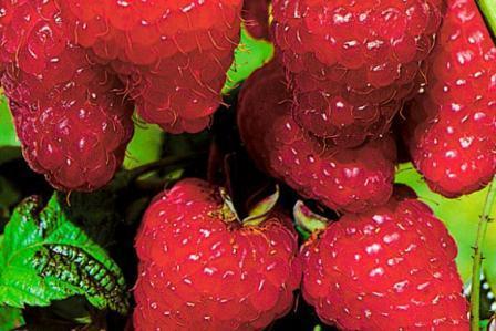 Малина 'Элегантная'