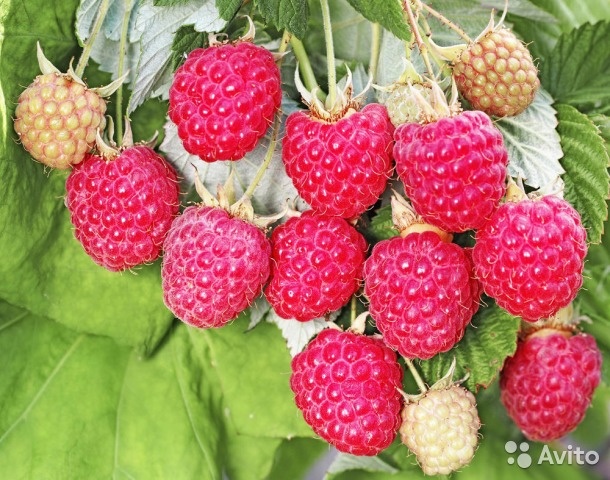 Малина 'Августовское чудо'