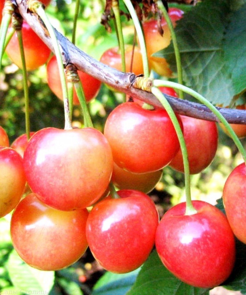 Черешня 'Розовый жемчуг'