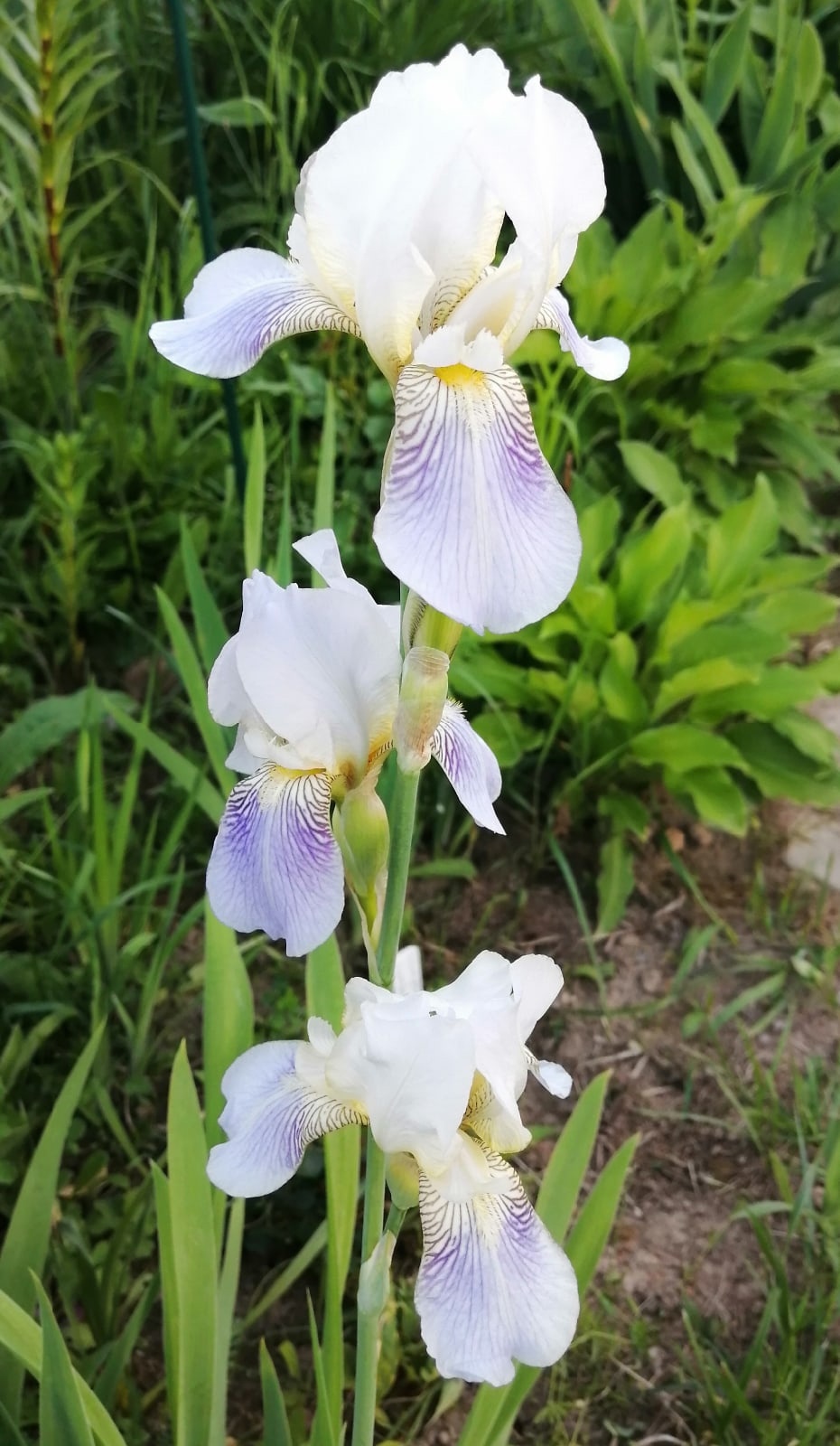 Ирис германский (бородатый) 'Аргентеа' 