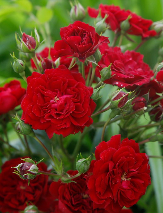 Роза 'Кримсон Силуэтта' ( плетистая) (красная) 