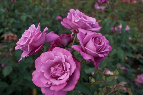 Роза 'Лила Вандер' (чайно-гибридная) (фиолетовая)