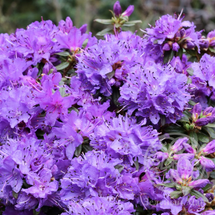 Рододендрон плотный 'Сент Меррин' (фиолетовый)