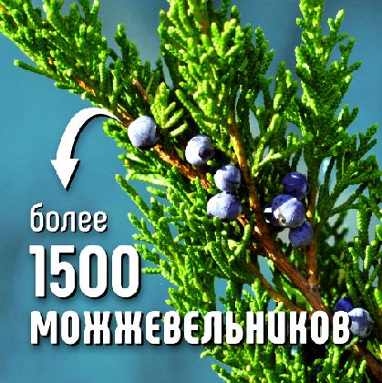 Новости Коллекция можжевельников