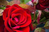 Роза 'Ред Парфюм' (плетистая) (темно-красная)