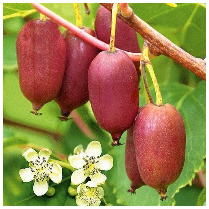 Актинидия Аргута 'Пурпурная Садовая'