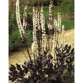 Цимицифуга Брюнет Блек Бьюти