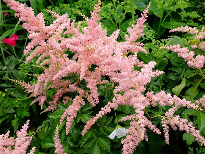 Астильба Арендса 'Брессингем Бьюти' (белая)