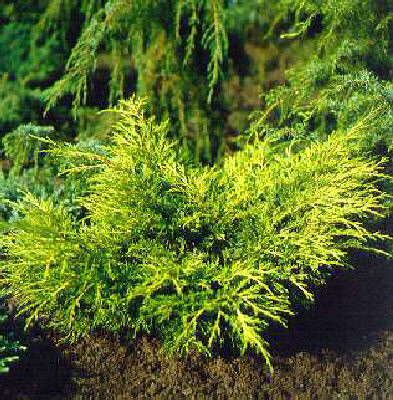 Можжевельник пфитцериана 'Мордиган Голд'