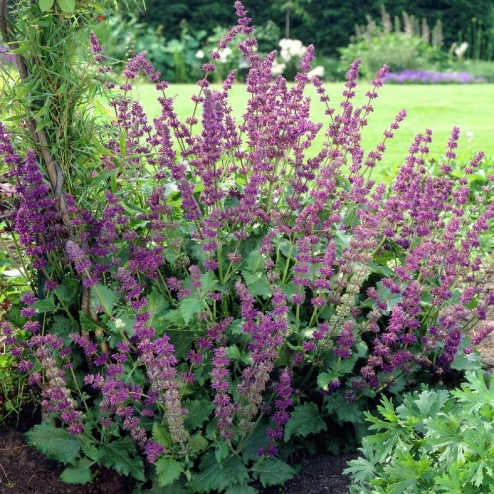 Сальвия мутовчатая (Шалфей) 