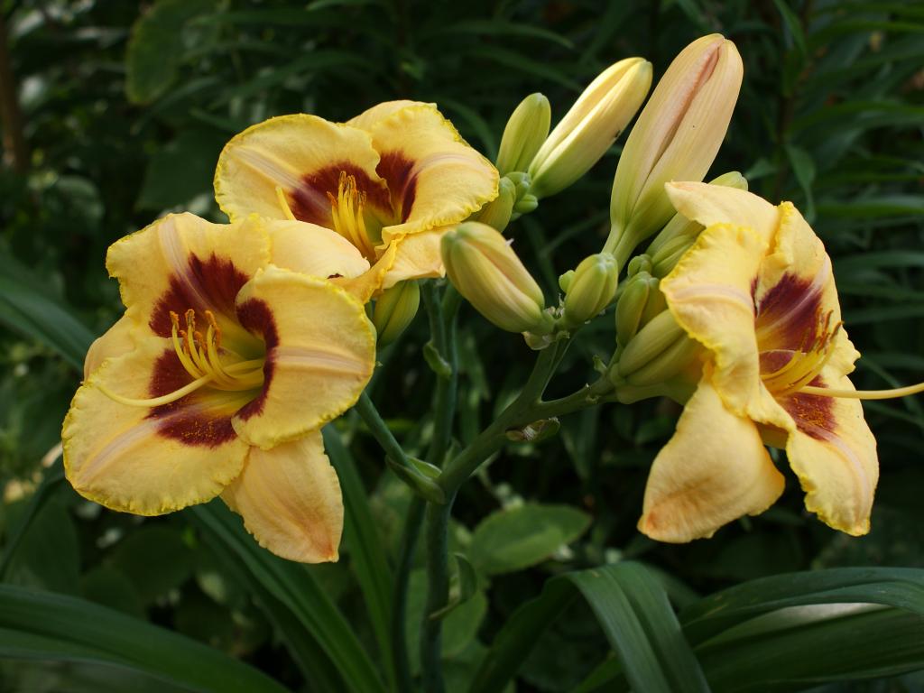 Лилейник гибридный 'Кустард Кенди'