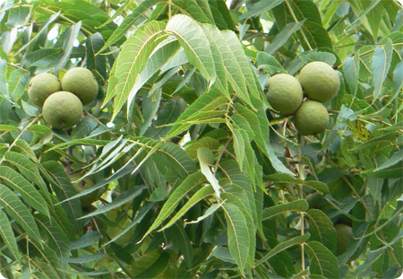 Орех грецкий