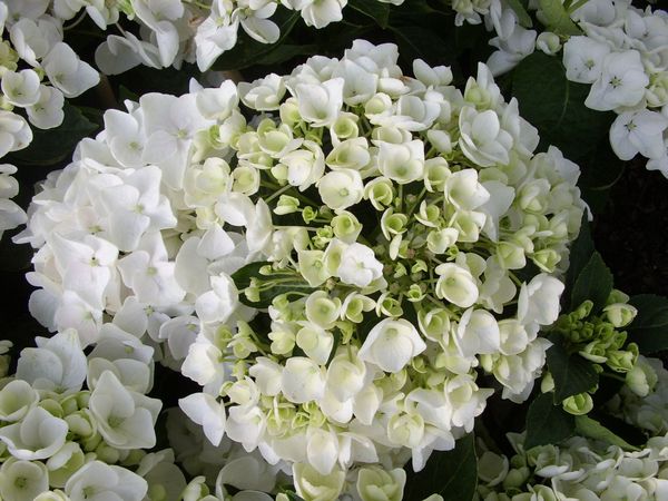 Гортензия крупнолистная 'Холибел'